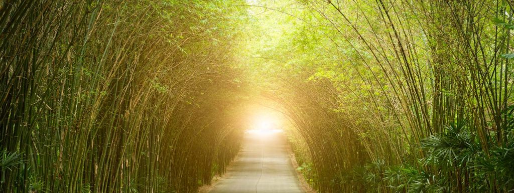 Image of road going through a tree tunnel with a light at the end of it.